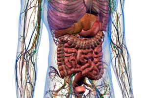 Mesothelioma in the Abdomen : Understanding, Diagnosis, and Treatment